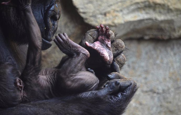 El bebé gorila nacido en Bioparc Valencia cumple una semana y es macho