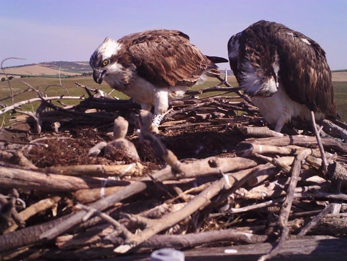 Cádiz.- Hasta diez parejas de águila pescadora han sido detectadas esta primavera gracias al proyecto de Endesa y Migres