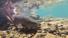 Agro.- El Govern fomenta la pesca sin muerte, que ya representa el 74% de los permisos