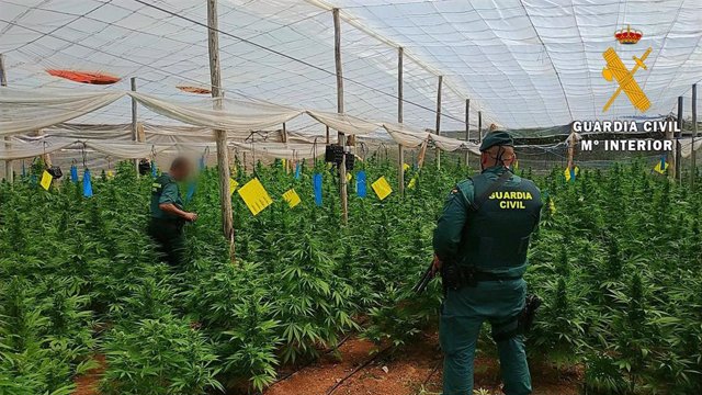 Almería.- Sucesos.- Localizada una plantación con 4.000 plantas de marihuana en cuatro invernaderos de El Ejido