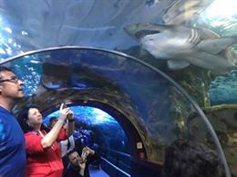 Un total de 3.437 personas visitaron el aquarium donostiarra el primer día de Semana Santa
