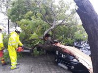 Los bomberos retiran un árbol caído por la lluvia y el viento sobre un coche en Aldaia (Valencia)