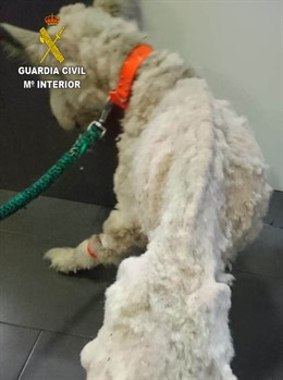 Rdo. Nota De Prensa Guardia Civil (Investigado Por Presunto Maltro Animal Al Ten