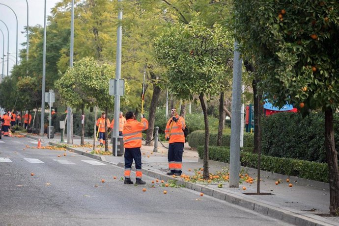Córdoba.- Recogidas más de 1.600 toneladas de naranjas en el viario de la ciudad