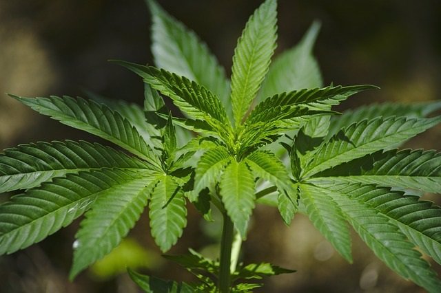 Una red formativa de profesionales detectará precozmente los problemas derivados de consumir cannabis