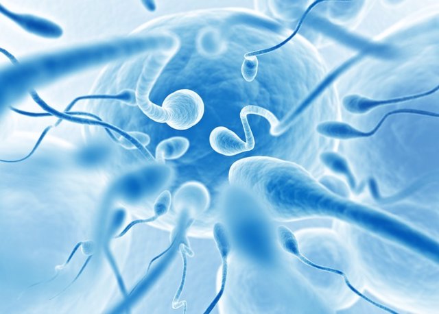 Hallan las raíces de la infertilidad