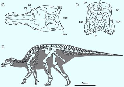 Fósiles de Mongolia rellenan el hueco evolutivo de los hadrosaurios