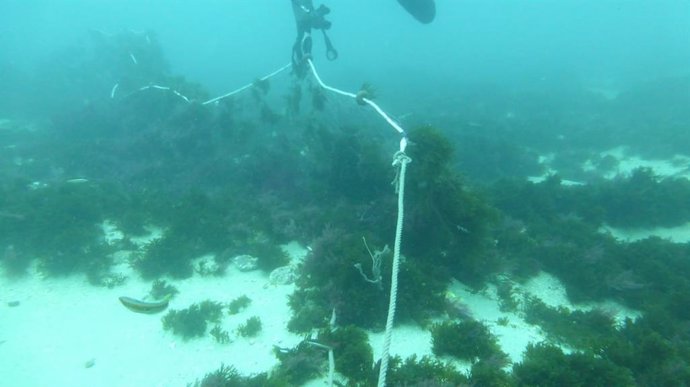 Cádiz.- Verdemar critica la presencia de "redes fantasma que matan fauna marina en la Isla de Tarifa"