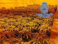 Desmantelados tres invernaderos 'indoor' e incautadas 277 plantas de marihuana en Málaga