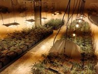 Detenido en Jerez por montar una plantación de marihuana en casa de su abuela