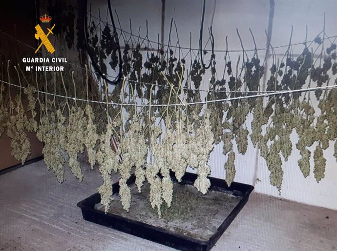 Desmantelada una plantación de marihuana en Ajo con más de 7,5 kilos