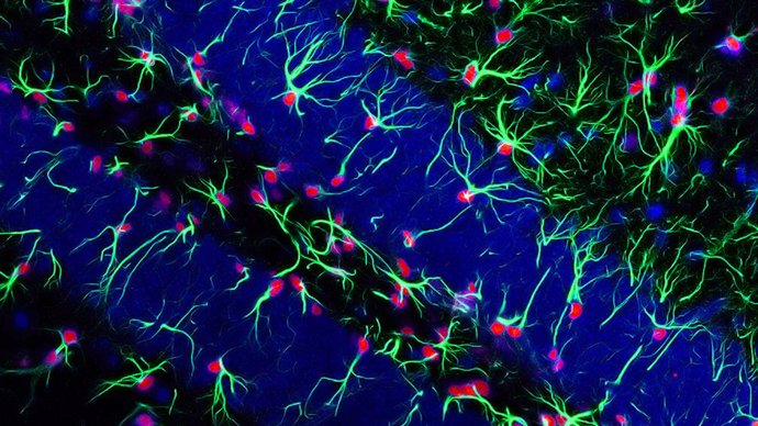 Sevilla.-Un estudio con expertos de la US prueba en ratones que los beneficios cognitivos del ejercicio físico se hereda