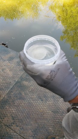 SEO/BirdLife y Ecoembes impulsan el proyecto Libera, un estudio piloto para la caracterización de microplásticos en ríos