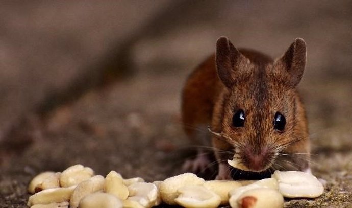 Ratón comiendo cacahuetes