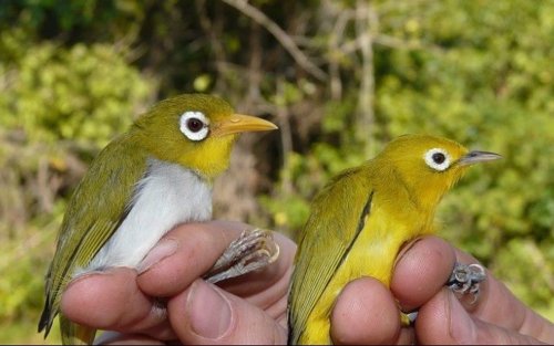 Zoólogos descubren dos nuevas especies de aves en Indonesia