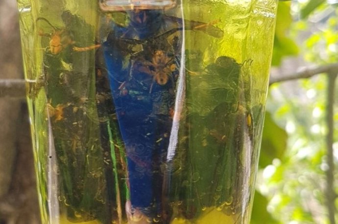 Instituciones y ciudadanos alaveses colaborarán para instalar 900 trampas contra la avispa asiática