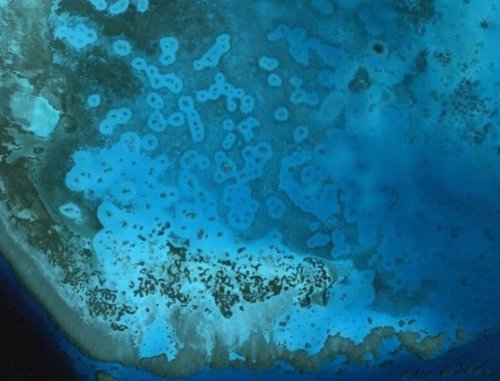 Enigmáticos halos de arena indican la salud de los arrecifes de coral