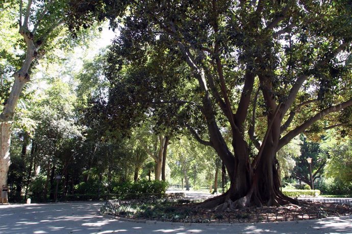 Sevilla.- 26M.-Beltrán Pérez propone "recuperar" los elementos originales del parque de María Luisa y liberar su entorno