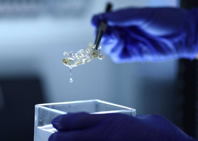 Científicos crean los primeros órganos humanos transparentes gracias a una impresora 3D