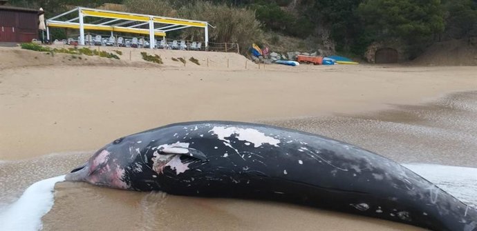La ballena localizada en Tossa (Girona) murió embestida por un barco