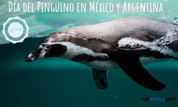 25 De Abril: Día Del Pingüino En México Y Argentina, Y Algunos Datos Curiosos Que Quizá No Sabías