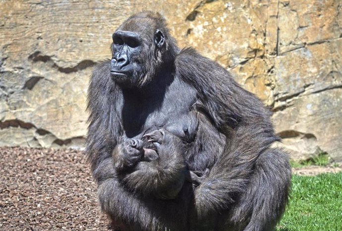 El bebé gorila de Bioparc se llama Félix en honor a Rodríguez de la Fuente