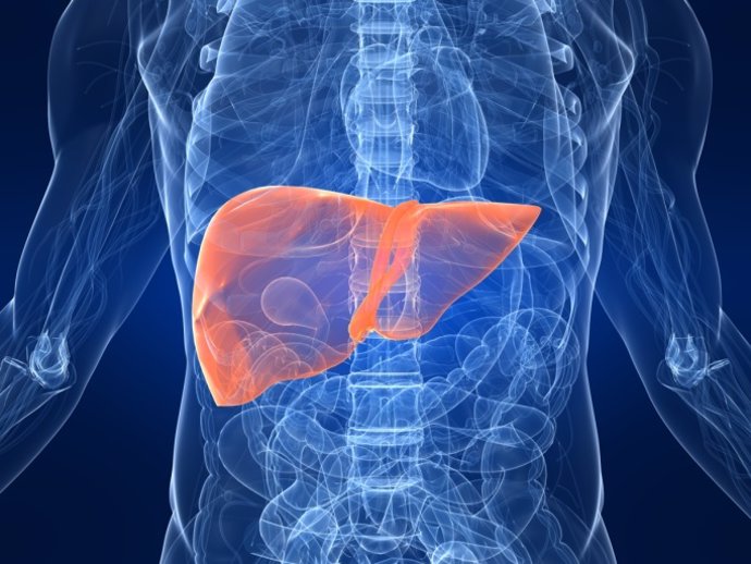 Investigadoras españolas consiguen retrasar el cáncer de hígado en ratones