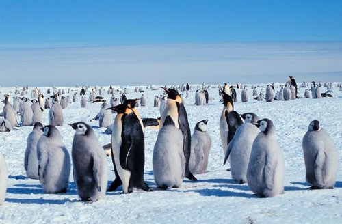 Fallo reproductivo catastrófico en una colonia masiva de pingüinos