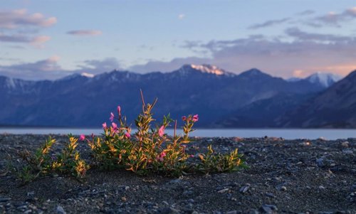 Hojas y flores en la tundra brotan 20 días antes que en los años 90