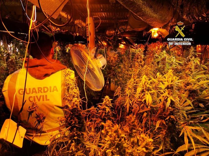 Cádiz.- Sucesos.- Detenidas dos personas e intervenidas 311 plantas de marihuana en San Roque