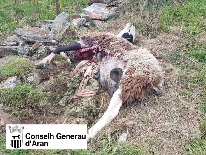 L'ós Goiat mata una ovella i una cordera a Bausen (Lleida)