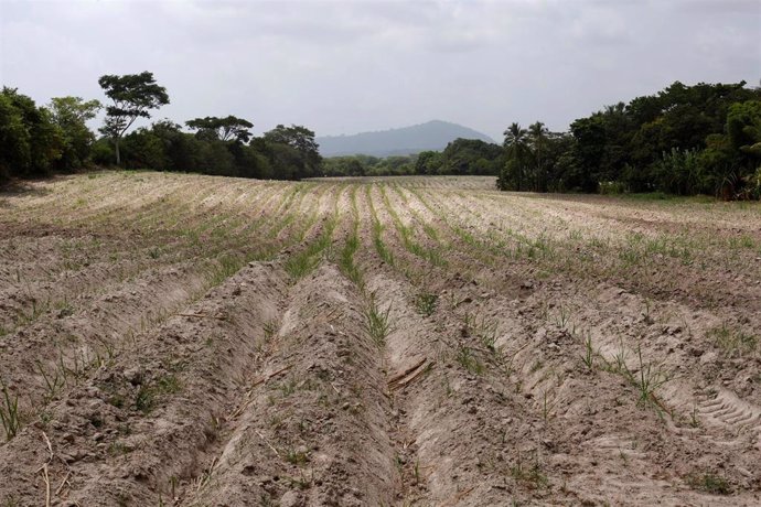 Plantación de azúcar afectada por la sequía en El Salvador