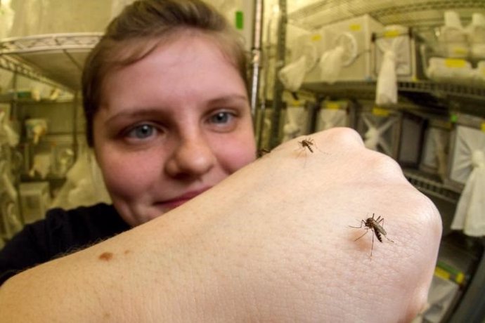 EEUU.- Científicos descubren que la eficacia del repelente DEET reside en las patas de los mosquitos