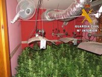 Detenidos dos jóvenes e incautadas 212 plantas de marihuana en una vivienda de Roquetas