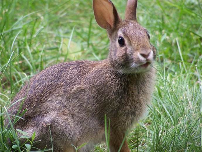 A los conejos les gusta comer plantas con mucho ADN