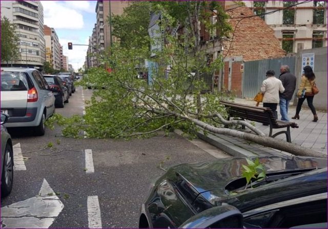 Sucesos.- Un árbol, derribado por el viento, cae sobre un coche en marcha en Valladolid sin causar daños al conductor
