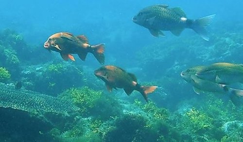 Reclaman un 'acuerdo de París' para frenar la acidificación oceánica