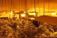 Diez investigados en una nueva operación por cultivo de marihuana en Pinos Puente (Granada)