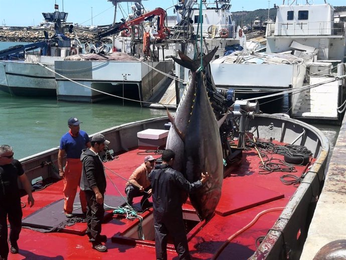 Cádiz.- La almadraba de Conil realiza la primera 'levantá' de atunes del año