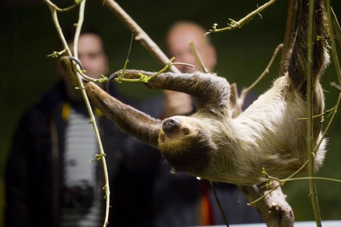 Granada.- Nace una cría de perezoso en el Biodomo del Parque de las Ciencias
