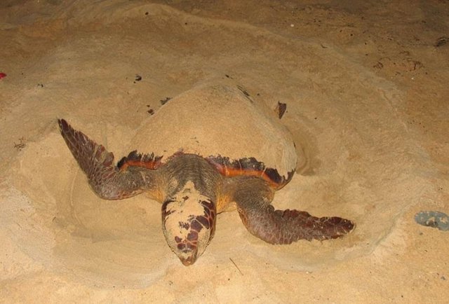 Tortuga boba (Careta careta) pone huevos en una playa de Cabo Verde