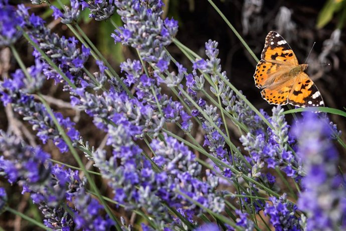 Nace un proyecto de ciencia ciudadana para mejorar la biodiversidad con el estudio de mariposas