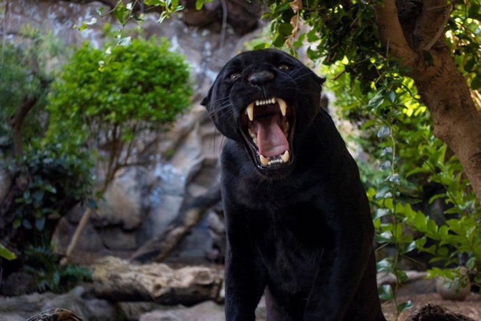 Loro Parque da la bienvenida a un nuevo jaguar