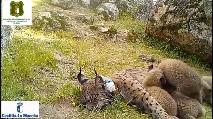 Nacen cuatro nuevas crías de lince ibérico en los Montes de Toledo
