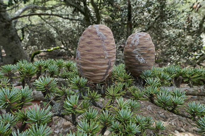 Investigadores del Jardín Botánico de Madrid recolectan 320 especies de plantas de Chipre para la colección mediterránea