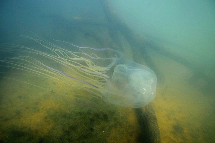 Investigadores descubren con la técnica CRISPR un antídoto contra la medusa más letal