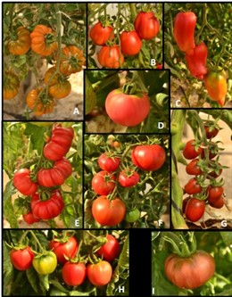CEBAS y la UMU, a la busca de variedades tradicionales de tomate tolerantes a la salinidad, con mejor sabor y calidad