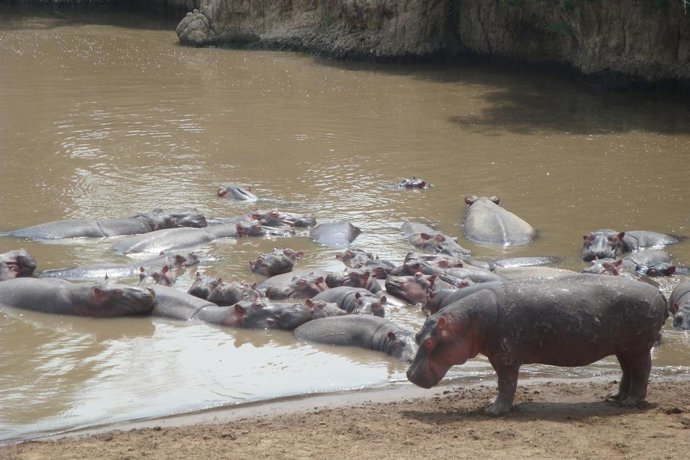 Los excrementos de los hipopótamos, claves para la vida acuática al depositar si