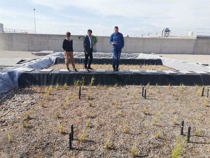 Comunidad desnitrifica las aguas de la depuradora de Los Alcázares a través de un sistema piloto de restos de poda