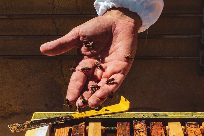 COAG-A avisa de que las últimas lluvias "no arreglan un mal inicio de campaña" de apicultura en Andalucía